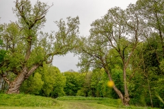 Park in Holny Mejera